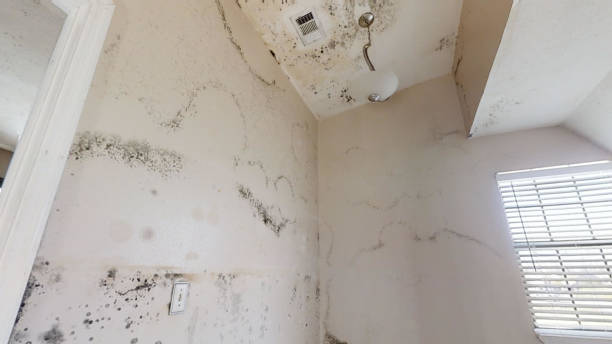 Best Attic Mold Removal  in Snowmass Village, CO