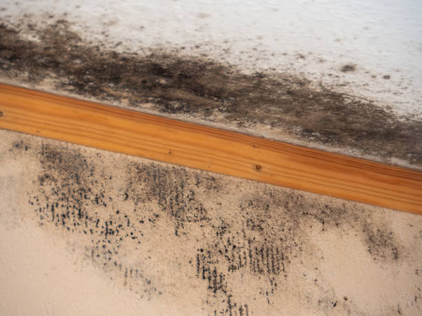 Best Dehumidification Services  in Snowmass Village, CO