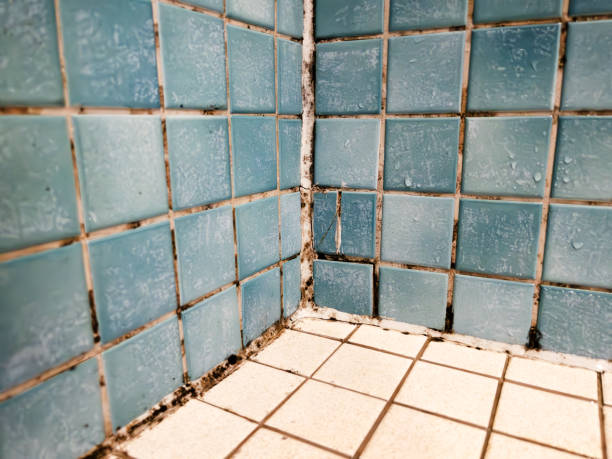 Mold Remediation for Vacation Homes in Snowmass Village, CO