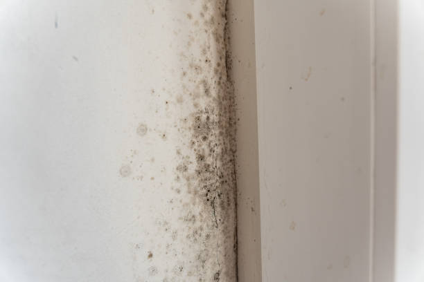  Snowmass Village, CO Mold Removal Pros